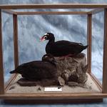 Surf Scoter Pair In Glass Case