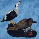 Pacific Eider Pair