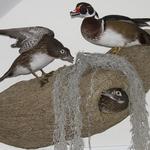 Wood Ducks in custom habitat
