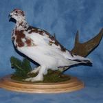 Ptarmigan