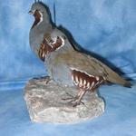 Mountain Quail