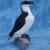 RAZORBILL - MA Audubon Society