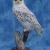 SNOWY OWL - MA Audubon Society