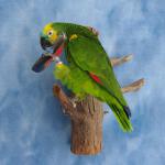 Amazon Conure