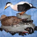 Pacific Eider Pair - Rock Habitat