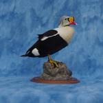 King Eider Drake