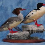 Common Merganser Pair with Habitat Base