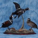 Harlequin Ducks with Habitat Base