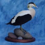 Common Eider - European - Standing on Rock