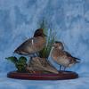 Greenwing Teal Pair with Habitat Base
