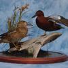 Cinnamon Teal Pair with Habitat Base
