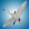 Tundra Swan - Flying