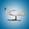 Trumpeter Swan