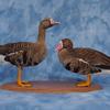 Greater White-fronted Geese